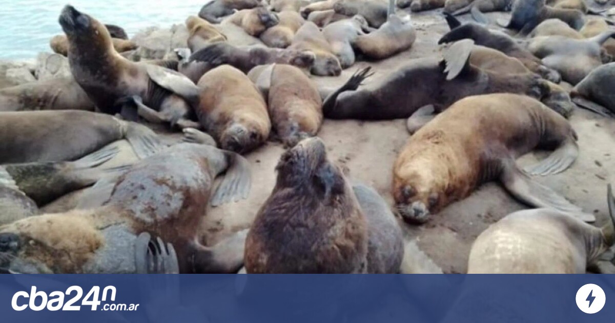 Health crisis: More than 1,200 sea lions die from bird flu in Rio Negro